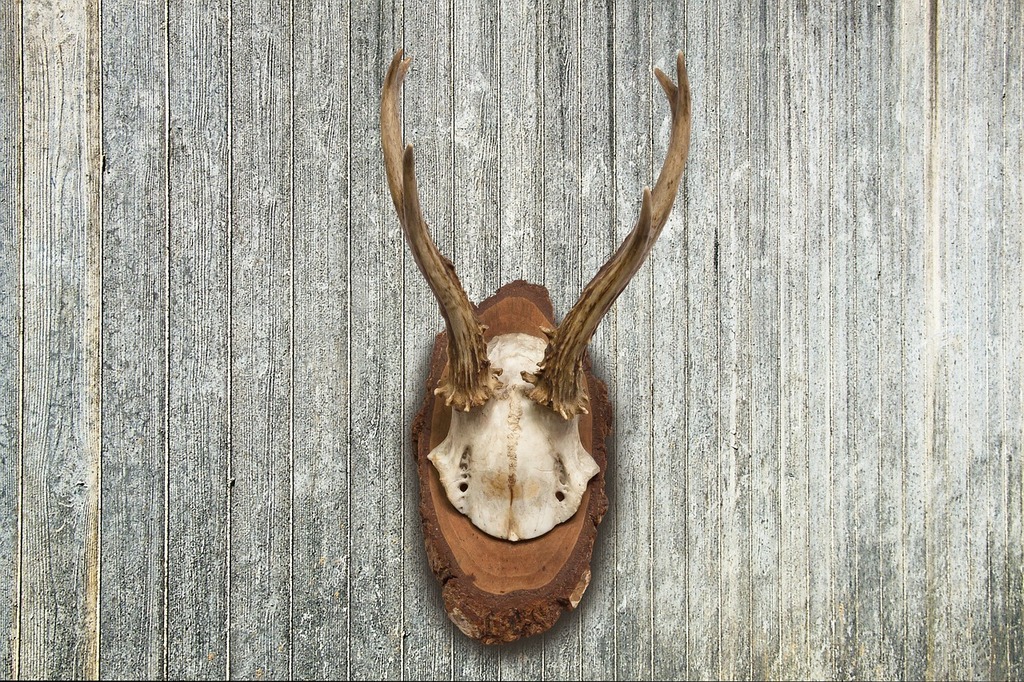 wooden male cervid antler mounting