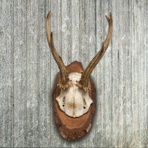 How to Build the Perfect Male Cervid Antler Display: A Master Carpenter’s Guide